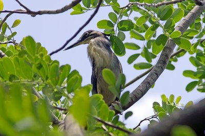 Nycticorax nycticorax