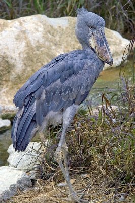 Baleaniceps Rex