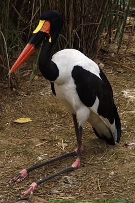 Ephippiorhynchus senegalensis
