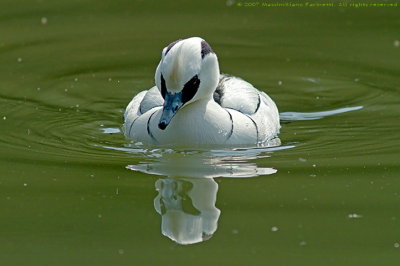 Mergellus Albellus
