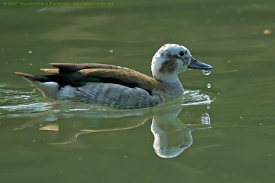 Callonetta Leucophrys
