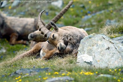 Capra Ibex