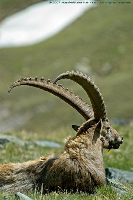 Capra Ibex