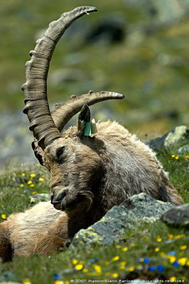 Capra Ibex