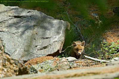 Vulpes vulpes