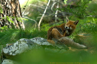 Vulpes vulpes