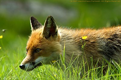 Vulpes vulpes