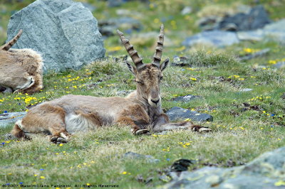 Capra Ibex