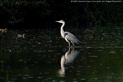 Ardea Cinerea