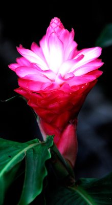 DSC_0016.jpg