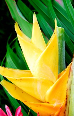 Flowers, Hana