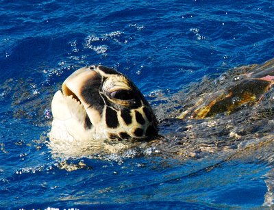 Sea Turtle, Malae