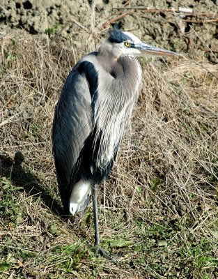 DSC_0517.jpg