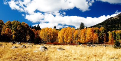 Peak Fall Colors