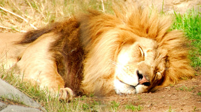 Sleeping King