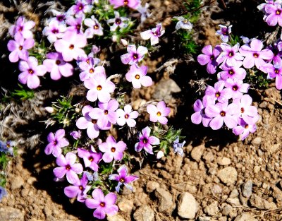 Spring in Sierra