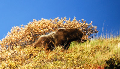 Denali National Park