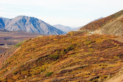 Denali National Park