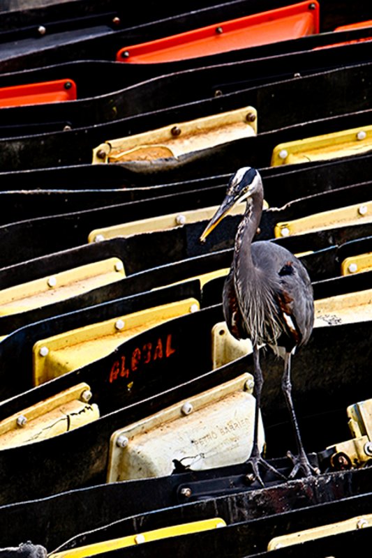 Bird on the Oil Barriers