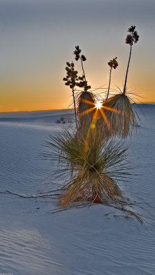 Yucca greeting the Rising Sun
