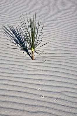 White Sands animal tracks