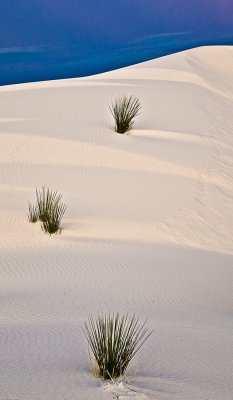 White Sands - marching yucca
