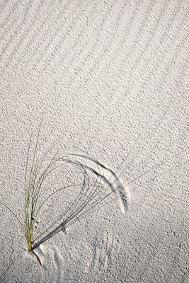 White Sands - blowing grass