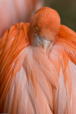 Shy Flamingo