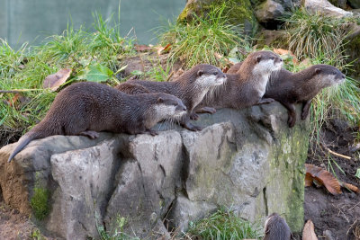 Otters