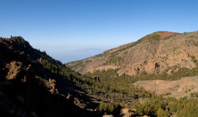 Pine forests on Teide