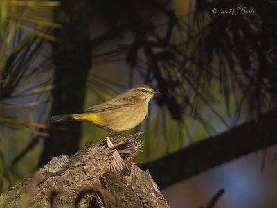 Palm Warbler