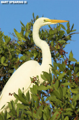 Perched Ding Darling Great Egret