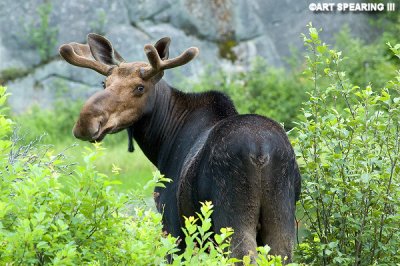 Algonquin Bull Moose Looking Back