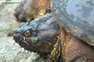 Snapping Turtle and Mosquito