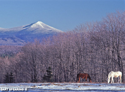 Horses And Whiteface Mountain