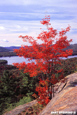 Maple Tree On Bald (Rondaxe) Mt