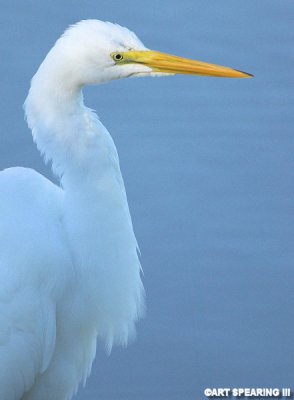 Ding Darling Great Egret Portrait