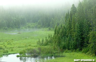 Early Morning Algonquin Beaver Pond