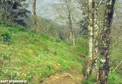 GSMNP Appalachian Trail In Spring