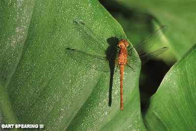 Dragonfly On Arrowhead