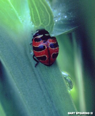 Ladybug And Water Droplet