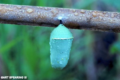 Monarch Chrysalis