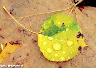 Water Droplets On Autumn Leaf