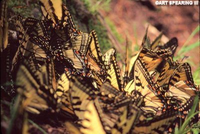 A Gathering Of Swallowtails