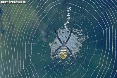 Early Morning Spider And Web