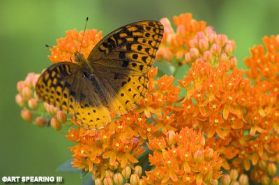 Fritillary And Butterfly Weed