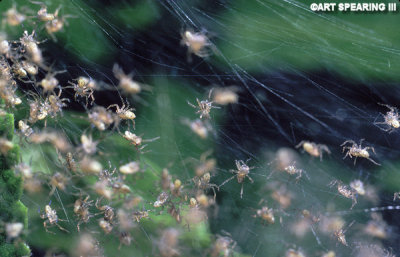 Spiderlings