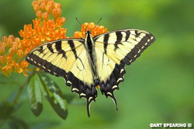 Yellow Swallowtail On Butterfly Weed