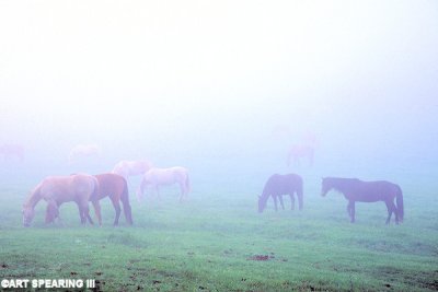 cades cove horses in fog.jpg