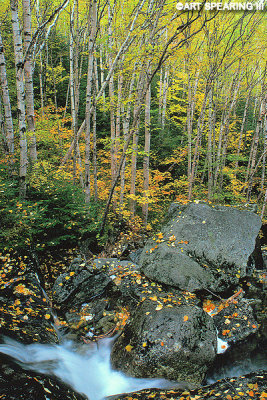 Algonquin Peak Stream And Fall Foliage